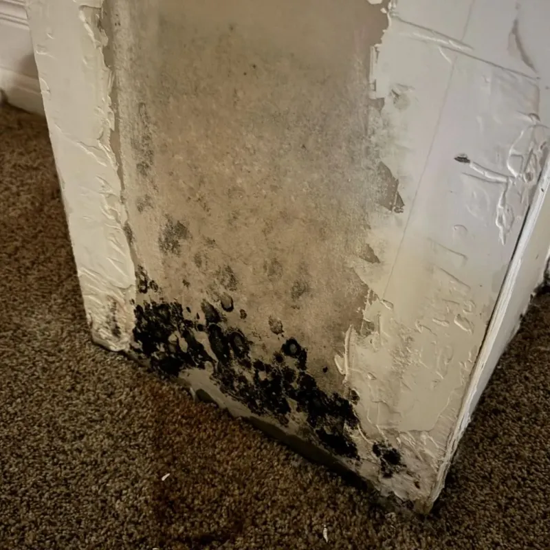 Professional Mold Removal in Glenn County, CA
